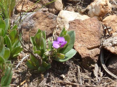 Polygala transvaalensis, photographed by Andrew Hankey