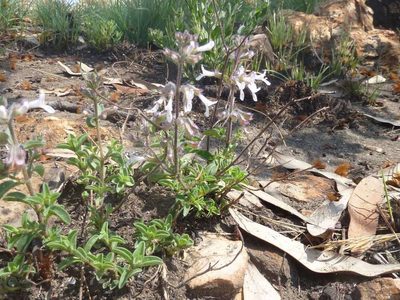 Syncolostemon pretoriae, photographed by Andrew Hankey