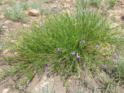 Polygala rehmannii, photographed by Andrew Hankey