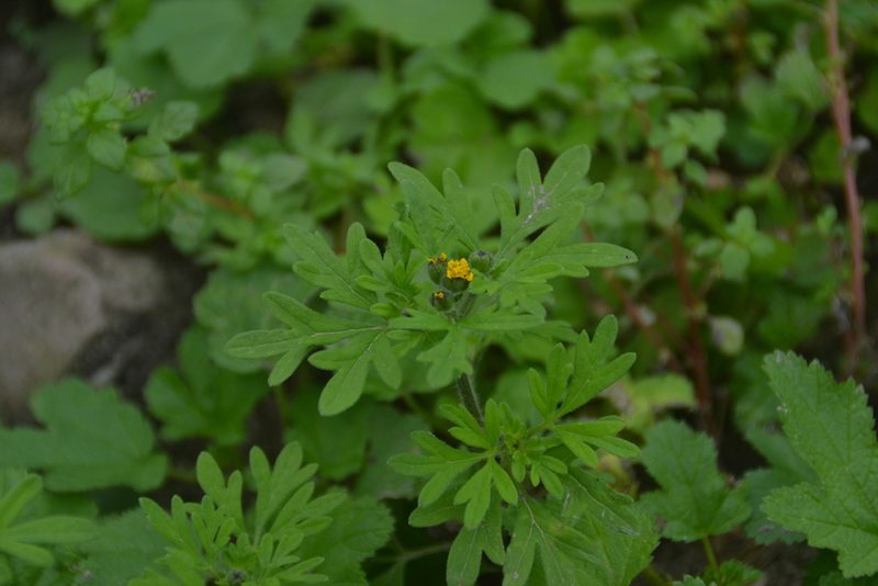 Villanova oppositifolia, photographed by Antonio W. Salas