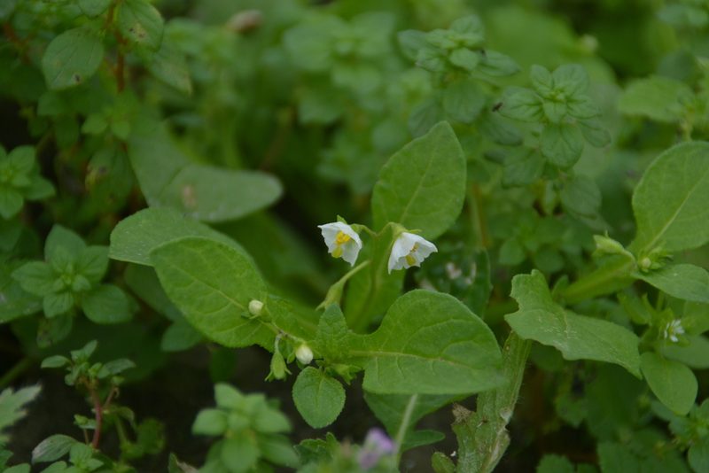 Solanum montanum, photographed by Antonio W. Salas
