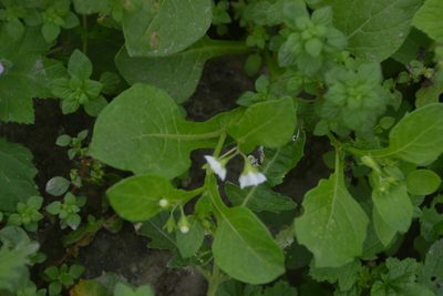 Solanum montanum, photographed by Antonio W. Salas