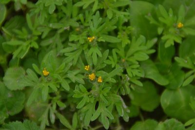 Villanova oppositifolia, photographed by Antonio W. Salas