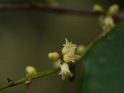 Nothopegia beddomei, photographed by Dinesh Valke
