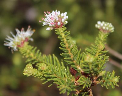 Agathosma hispida, photographed by Tony Rebelo