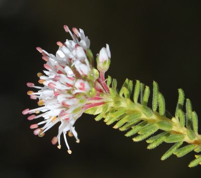 Agathosma hispida, photographed by Tony Rebelo
