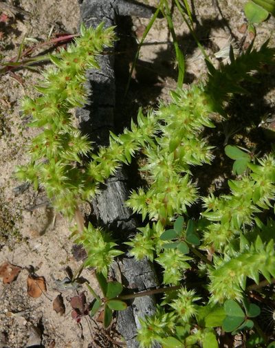 Crassula campestris, photographed by Tony Rebelo