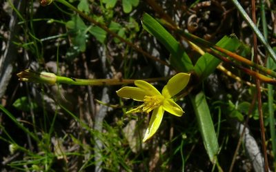 Pauridia gracilipes, photographed by Tony Rebelo