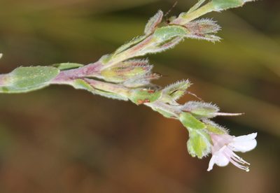 Lobostemon glaber, photographed by Tony Rebelo