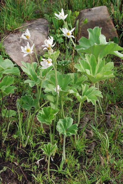 Knowltonia fanninii, photographed by Charles Stirton