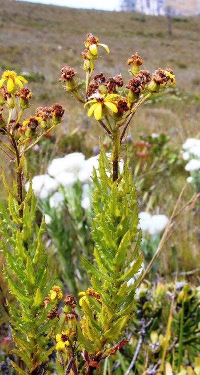 Senecio aquifoliaceus, photographed by Tony Rebelo
