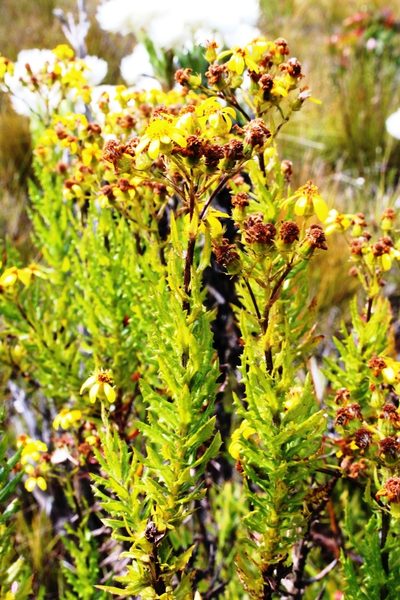Senecio aquifoliaceus, photographed by Tony Rebelo