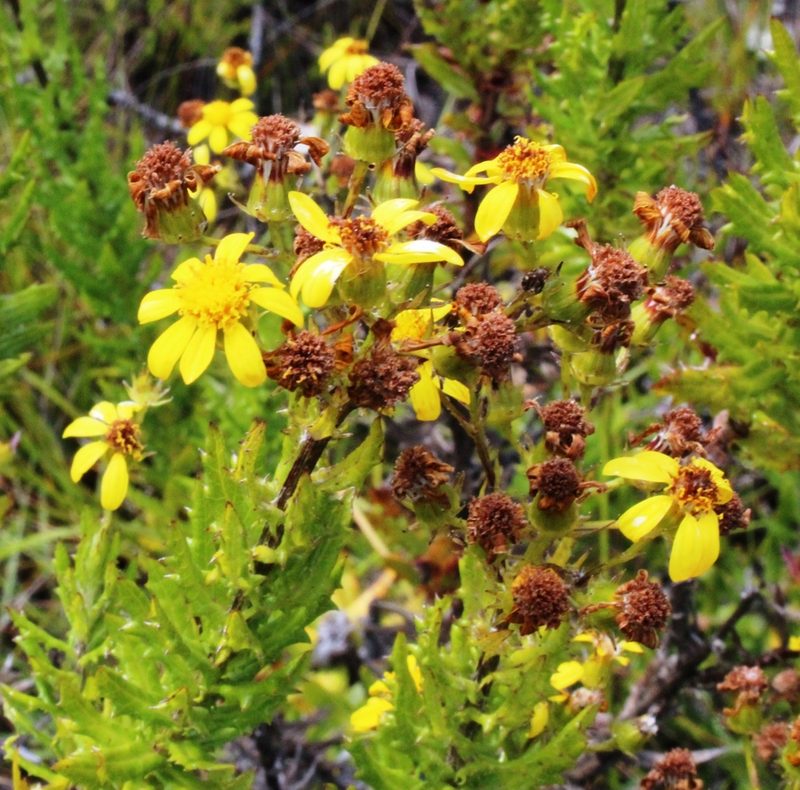 Senecio aquifoliaceus, photographed by Tony Rebelo