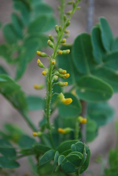 Calpurnia glabrata, photographed by Charles Stirton