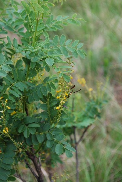 Calpurnia glabrata, photographed by Charles Stirton