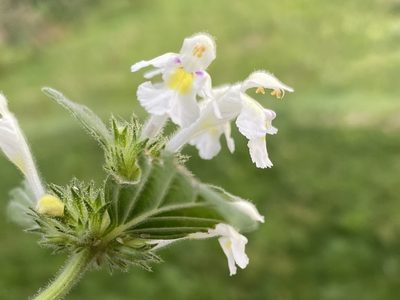 Galeopsis segetum, photographed by Patrick Delhalt