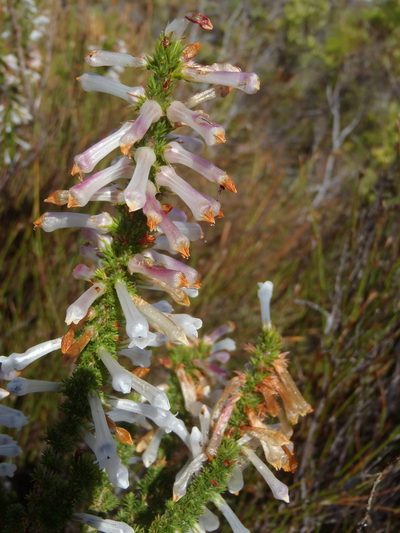 Erica colorans, photographed by Nicola van Berkel