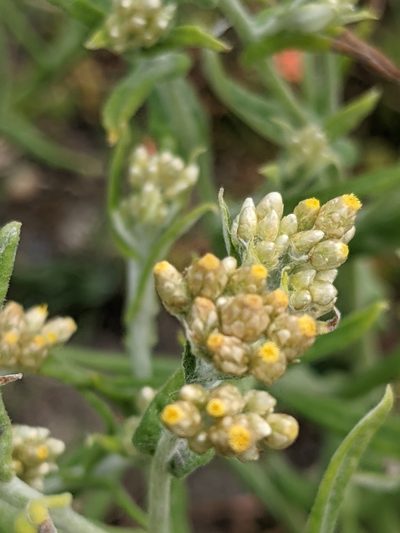 Pseudognaphalium undulatum, photographed by Dan Wrench