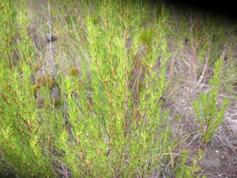 Cliffortia paucistaminea, photographed by Di Turner