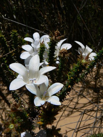 Roella arenaria, photographed by Jacques van der Merwe