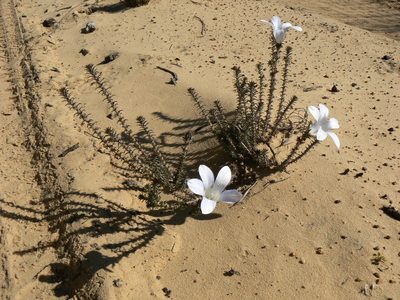 Roella arenaria, photographed by Jacques van der Merwe