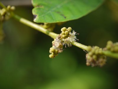 Holigarna arnottiana, photographed by Dinesh Valke