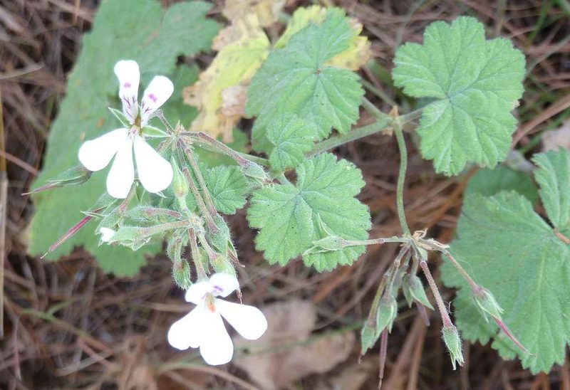 Pelargonium album, photographed by Andrew Hankey