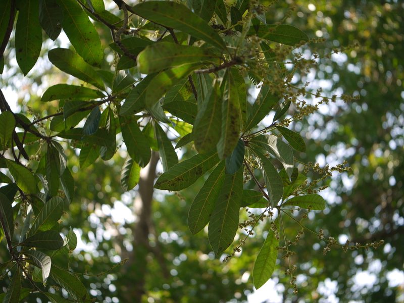 Holigarna arnottiana, photographed by Dinesh Valke