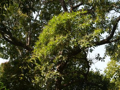 Holigarna arnottiana, photographed by Dinesh Valke