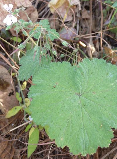Pelargonium album, photographed by Andrew Hankey