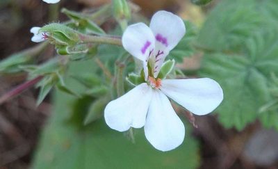 Pelargonium album, photographed by Andrew Hankey
