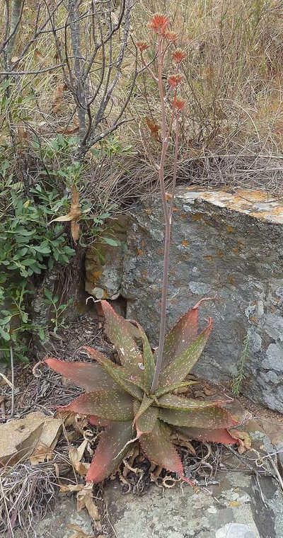 Aloe affinis, photographed by Andrew Hankey