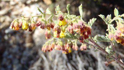Hermannia holosericea, photographed by Nicola van Berkel