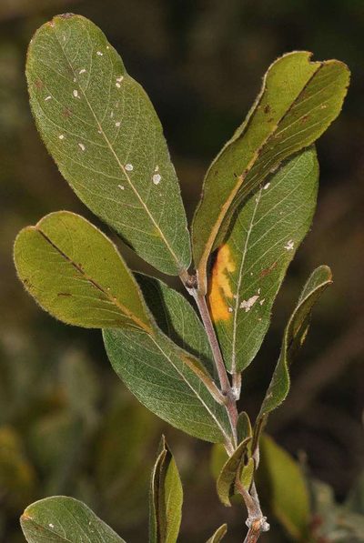 Combretum moggii, photographed by Andrew Hankey