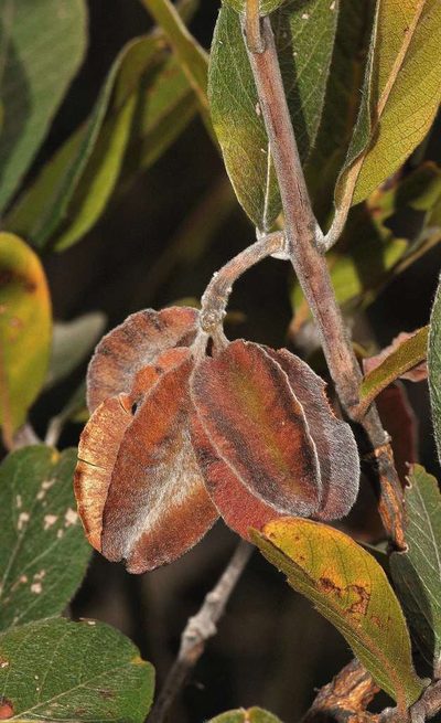 Combretum moggii, photographed by Andrew Hankey