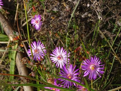 Lampranthus emarginatoides, photographed by Shaun Swanepoel