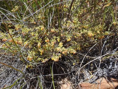 Hermannia holosericea, photographed by Nicola van Berkel