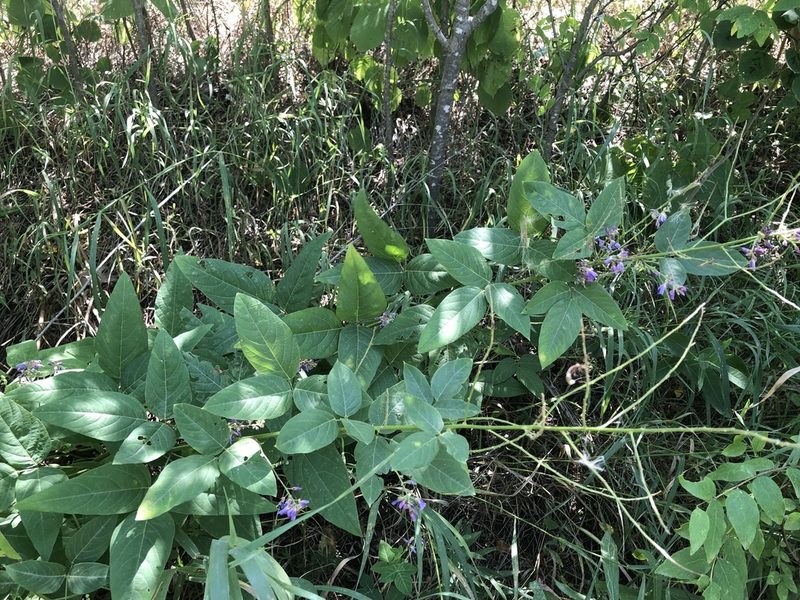 Desmodium cuspidatum, photographed by Bob