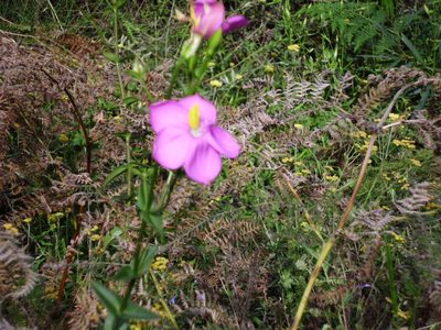 Chironia melampyrifolia, photographed by Di Turner