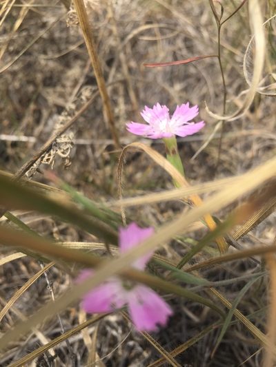 Dianthus campestris, photographed by Елена Патерикина