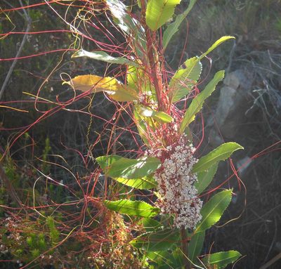 Cuscuta africana, photographed by Di Turner