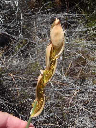 Elegia persistens, photographed by Nicola van Berkel