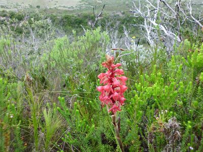Satyrium princeps, photographed by Di Turner
