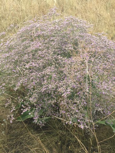 Limonium coriarium, photographed by Елена Патерикина