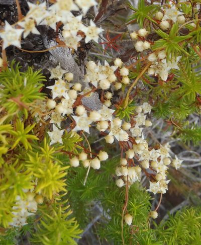 Cuscuta angulata, photographed by Nicola van Berkel
