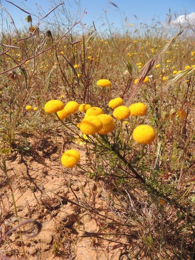 Oncosiphon grandiflorus, photographed by Jacques van der Merwe