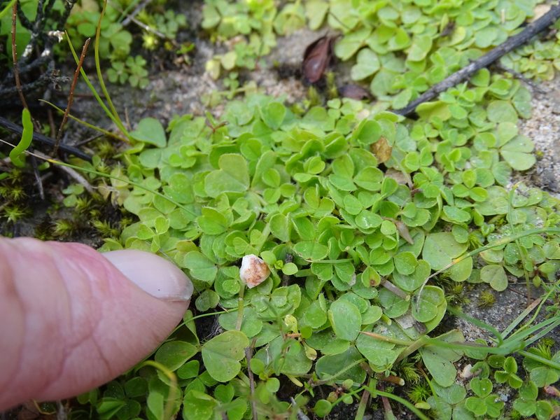 Oxalis zeekoevleyensis, photographed by Shaun Swanepoel