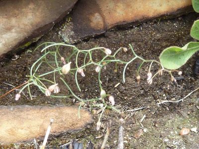 Schizobasis intricata, photographed by Andrew Hankey