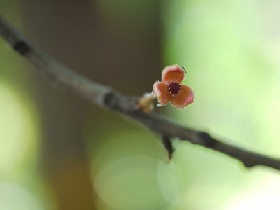 Knema attenuata, photographed by Dinesh Valke