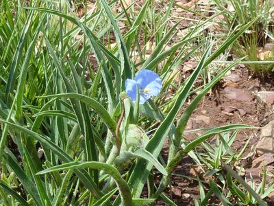 Commelina livingstonii, photographed by Andrew Hankey